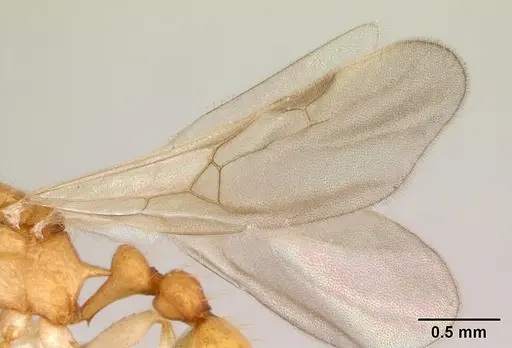 Vitsika crebra specimen CASENT0000692 image casent0000692_4