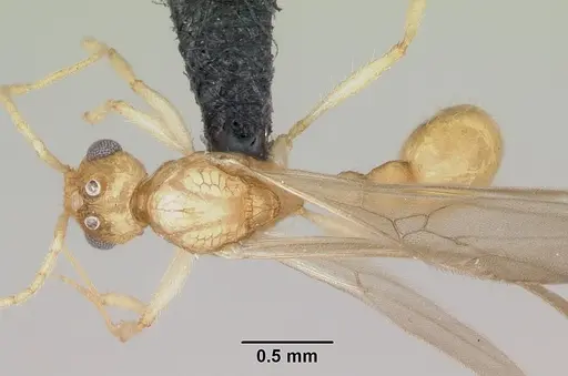 Vitsika crebra specimen CASENT0050262 image casent0050262_1