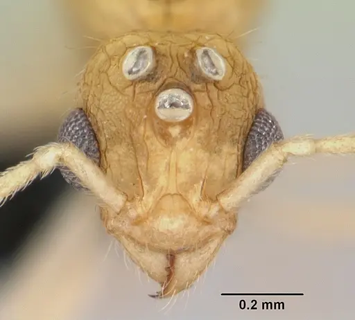 Vitsika crebra specimen CASENT0050262 image casent0050262_2