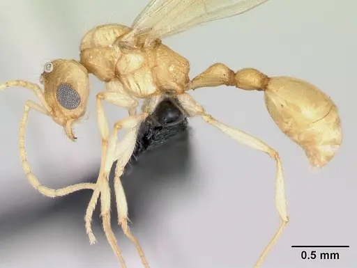Vitsika crebra specimen CASENT0050262 image casent0050262_3