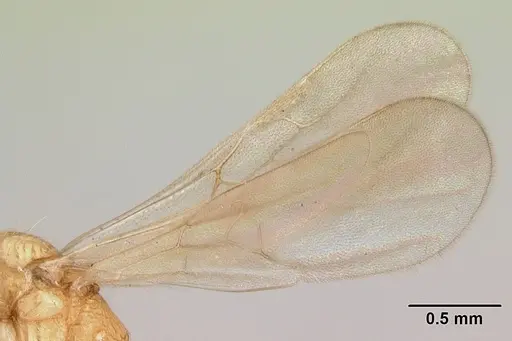 Vitsika crebra specimen CASENT0050262 image casent0050262_4