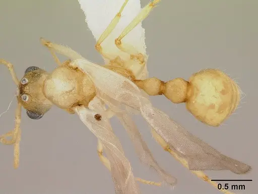Vitsika crebra specimen CASENT0424700 image casent0424700_1