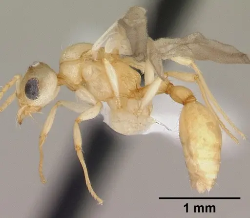 Vitsika crebra specimen CASENT0424700 image casent0424700_3