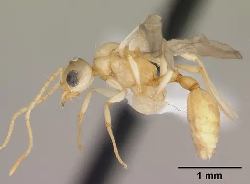 Vitsika crebra specimen CASENT0424700 image casent0424700_4