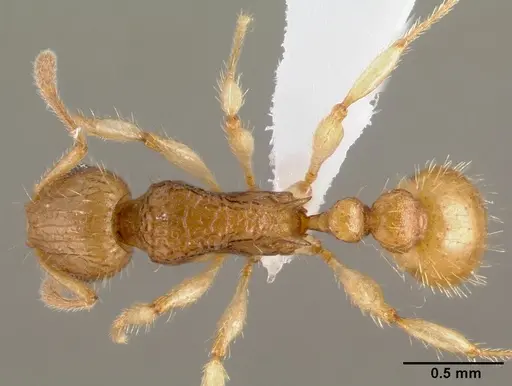 Vitsika crebra specimen CASENT0428251 image casent0428251_1