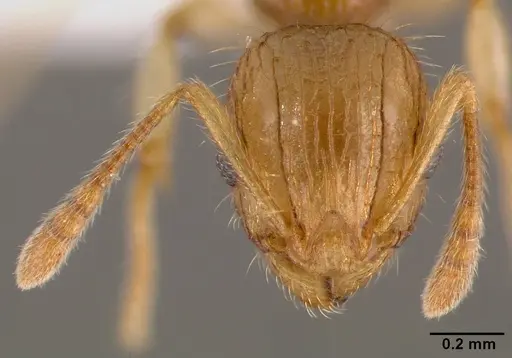 Vitsika crebra specimen CASENT0428251 image casent0428251_2