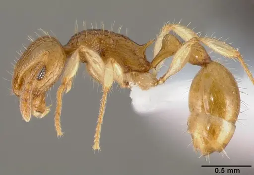 Vitsika crebra specimen CASENT0428251 image casent0428251_3
