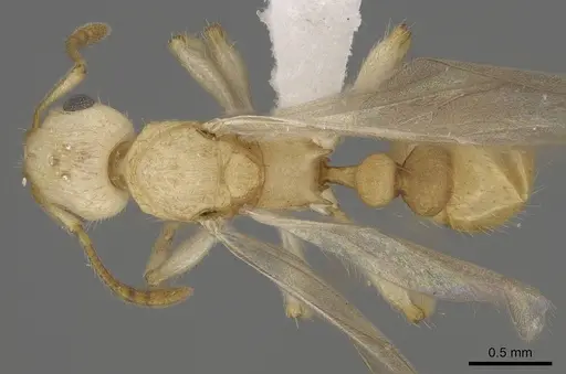 Vitsika crebra specimen CASENT0430544 image casent0430544_1
