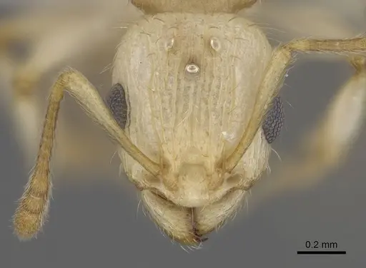 Vitsika crebra specimen CASENT0430544 image casent0430544_2