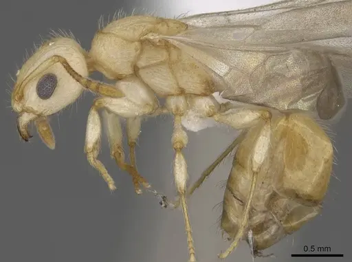 Vitsika crebra specimen CASENT0430544 image casent0430544_3
