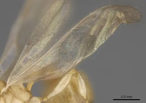 Vitsika crebra specimen CASENT0430544 image casent0430544_4