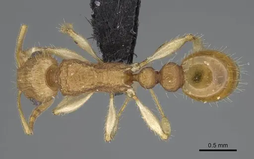 Vitsika crebra specimen CASENT0473810 image casent0473810_1