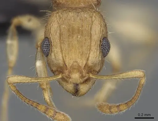Vitsika crebra specimen CASENT0473810 image casent0473810_2