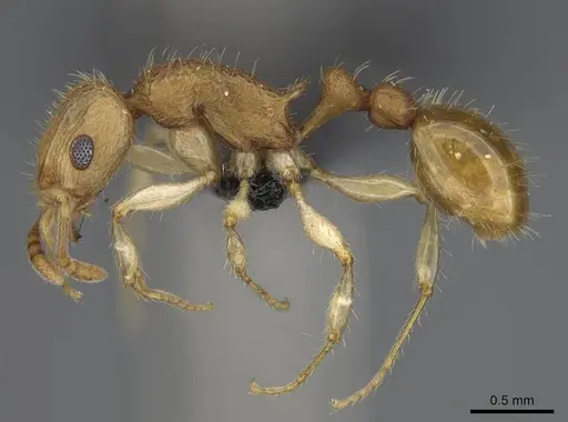 Vitsika crebra specimen CASENT0473810 image casent0473810_3