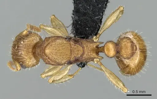 Vitsika crebra specimen CASENT0478429 image casent0478429_1