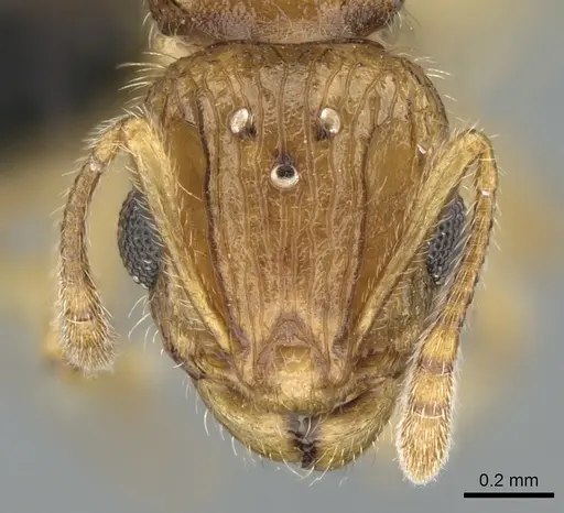 Vitsika crebra specimen CASENT0478429 image casent0478429_2