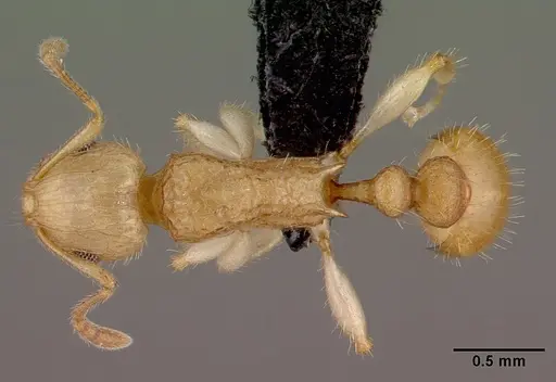 Vitsika crebra specimen CASENT0486335 image casent0486335_1