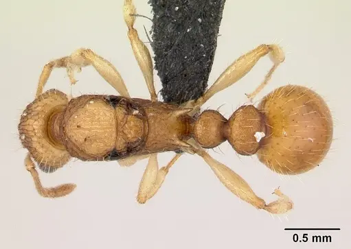 Vitsika crebra specimen CASENT0492386 image casent0492386_1