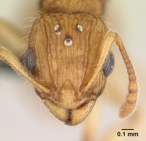 Vitsika crebra specimen CASENT0492386 image casent0492386_2