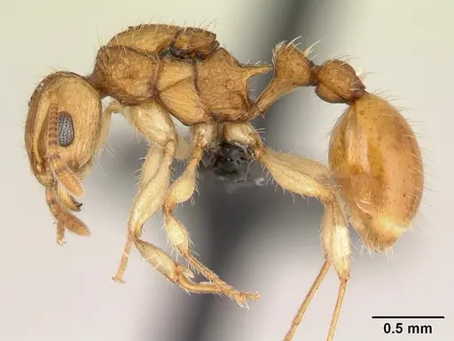 Vitsika crebra specimen CASENT0492386 image casent0492386_3