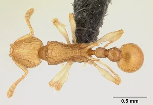 Vitsika disjuncta specimen CASENT0047399 image casent0047399_1
