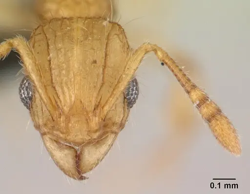 Vitsika disjuncta specimen CASENT0047399 image casent0047399_2