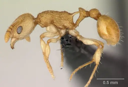 Vitsika disjuncta specimen CASENT0047399 image casent0047399_3