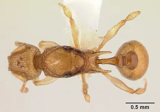 Vitsika disjuncta specimen CASENT0127749 image casent0127749_1