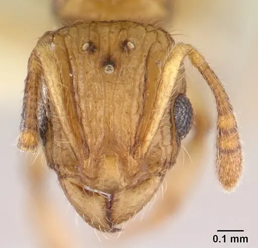 Vitsika disjuncta specimen CASENT0127749 image casent0127749_2
