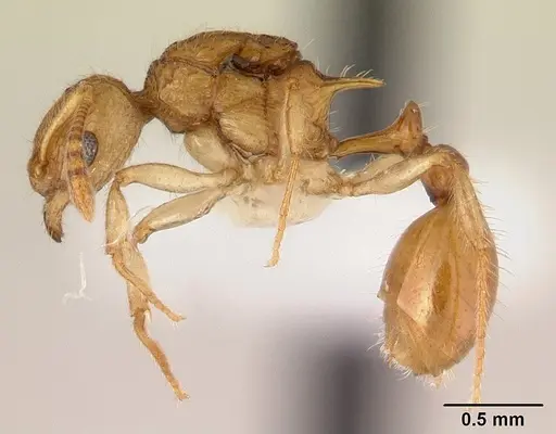Vitsika disjuncta specimen CASENT0127749 image casent0127749_3