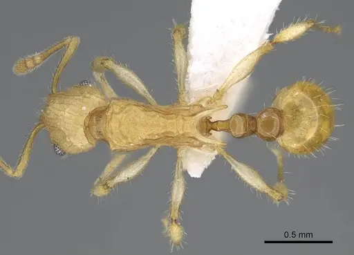 Vitsika disjuncta specimen CASENT0248547 image casent0248547_1