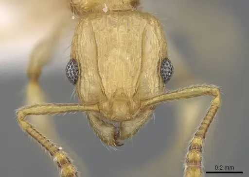 Vitsika disjuncta specimen CASENT0248547 image casent0248547_2
