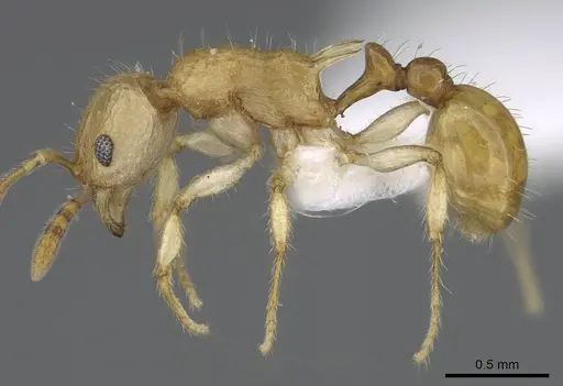 Vitsika disjuncta specimen CASENT0248547 image casent0248547_3