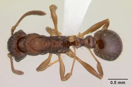 Vitsika incisura specimen CASENT0178899 image casent0178899_1