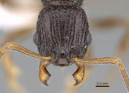 Vitsika incisura specimen CASENT0248544 image casent0248544_2
