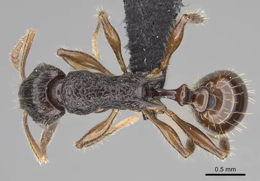 Vitsika incisura specimen CASENT0487360 image casent0487360_1