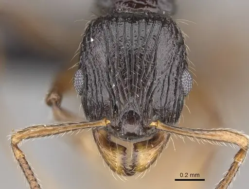 Vitsika incisura specimen CASENT0487360 image casent0487360_2