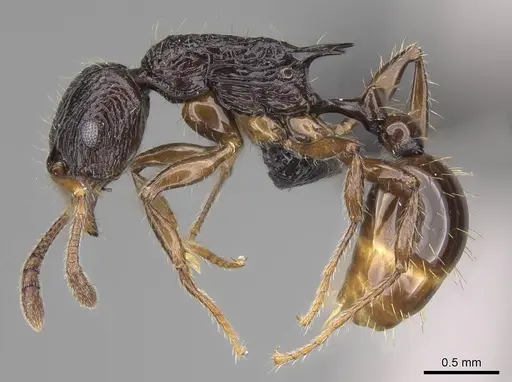 Vitsika incisura specimen CASENT0487360 image casent0487360_3
