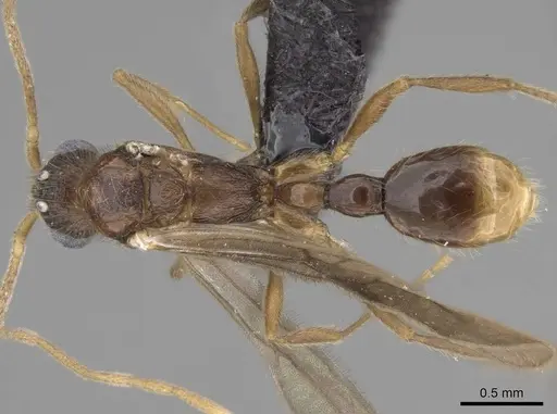 Vitsika labes specimen CASENT0056378 image casent0056378_1