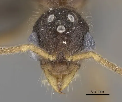 Vitsika labes specimen CASENT0056378 image casent0056378_2