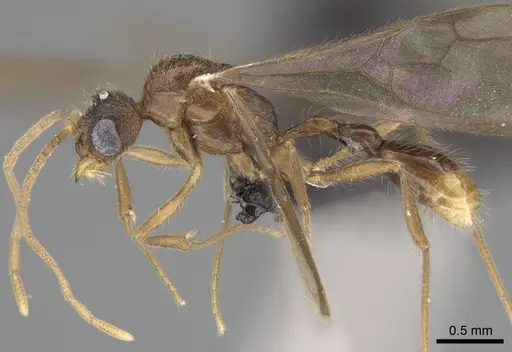 Vitsika labes specimen CASENT0056378 image casent0056378_3