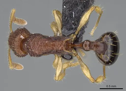 Vitsika labes specimen CASENT0056395 image casent0056395_1