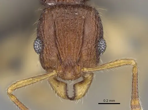 Vitsika labes specimen CASENT0056395 image casent0056395_2
