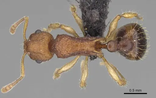 Vitsika labes specimen CASENT0073539 image casent0073539_1