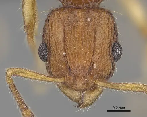 Vitsika labes specimen CASENT0073539 image casent0073539_2