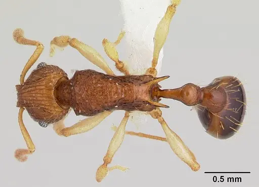 Vitsika labes specimen CASENT0192038 image casent0192038_1