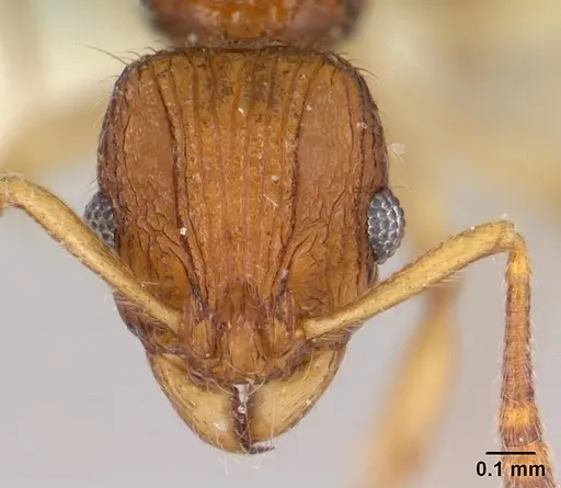 Vitsika labes specimen CASENT0192038 image casent0192038_2
