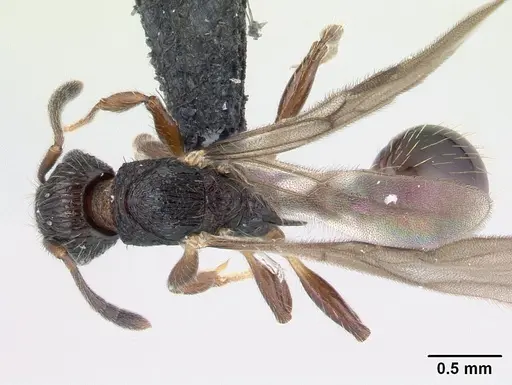 Vitsika miranda specimen CASENT0003876 image casent0003876_1
