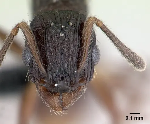 Vitsika miranda specimen CASENT0003876 image casent0003876_2