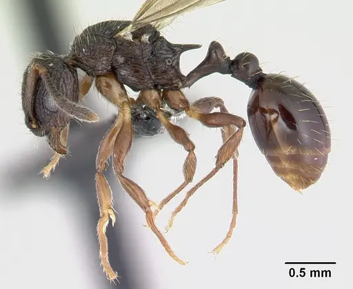 Vitsika miranda specimen CASENT0003876 image casent0003876_3